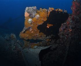 Lady Bowen Dive Site - Accommodation 4U 0