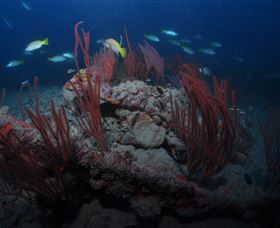 Lady Bowen Dive Site - Accommodation 4U 3