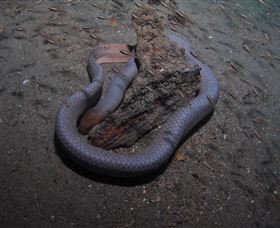 Lady Bowen Dive Site - Accommodation 4U 2