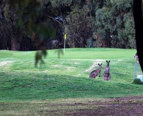 Deniliquin Golf Club - Accommodation 4U 2