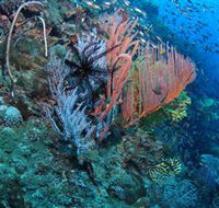 SS Yongala Dive Site - Accommodation 4U