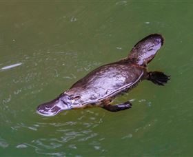 Platypus Viewing At Broken River - Accommodation 4U 0