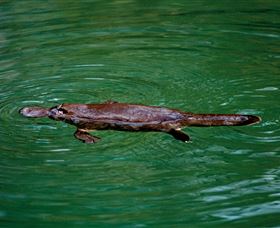 Platypus Viewing At Broken River - Accommodation 4U 2