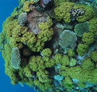 Keeper Reef Dive Site - Accommodation 4U