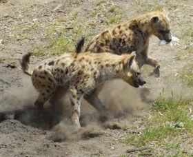 Altina Wildlife Park - Accommodation 4U 0