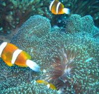 Davies Reef Dive Site - Accommodation 4U