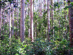 Cathu State Forest - Accommodation 4U 0