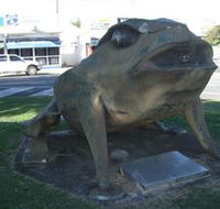 Big Cane Toad - Accommodation 4U