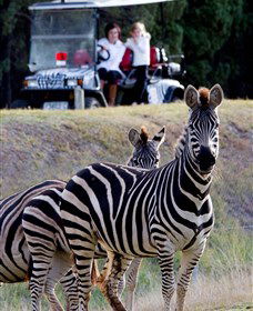 Taronga Western Plains Zoo, Dubbo - Accommodation 4U 1