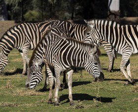 Taronga Western Plains Zoo, Dubbo - Accommodation 4U 5