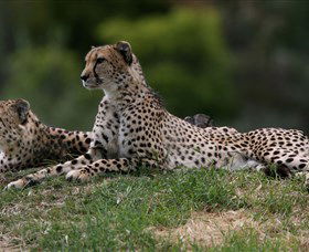 Taronga Western Plains Zoo, Dubbo - Accommodation 4U 6