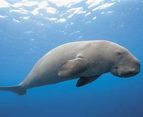 Dugong Sanctuary - Clairview - Accommodation 4U 1