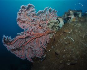 Luncheon Bay Dive Site - Accommodation 4U 0
