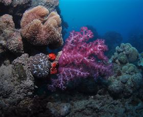 Luncheon Bay Dive Site - Accommodation 4U 3