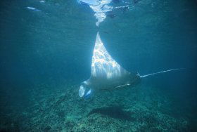 Manta Ray Bay Dive Site - Accommodation 4U 0