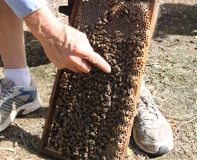 Bees On Keswick Island - Accommodation 4U 1