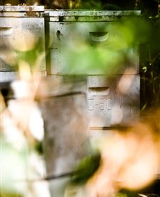 Bees On Keswick Island - Accommodation 4U 0