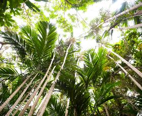 Bushwalking On Keswick Island - Accommodation 4U 1