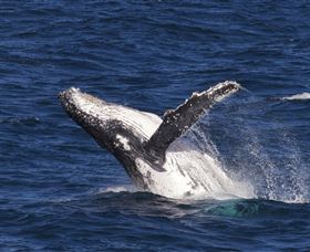 Whale Watching On Keswick Island - Accommodation 4U 0