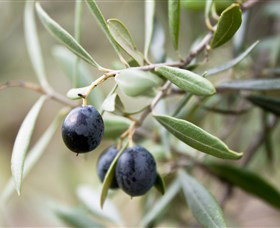 Wollundry Grove Olives - Accommodation 4U 2