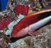 Snake Pit Dive Site - Accommodation 4U