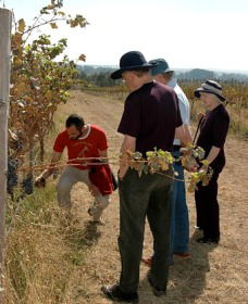 Rosnay Organic Farm And Vineyard - Accommodation 4U 2