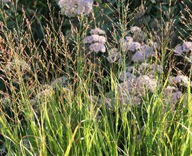 Perennialle Plants Nursery And Garden - Accommodation 4U 5