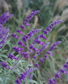 Perennialle Plants Nursery And Garden - Accommodation 4U 4