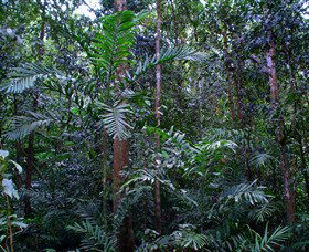 Kutini-Payamu (Iron Range) National Park (CYPAL) - Accommodation 4U 2