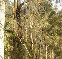 Warby-Ovens National Park - Accommodation 4U
