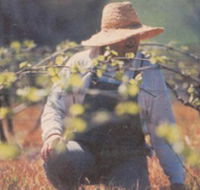 Canobolas Smith Winery - Accommodation 4U
