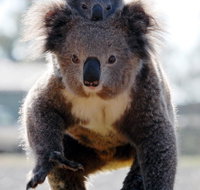 Koalas in Gunnedah - Accommodation 4U