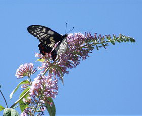 Albury Botanic Gardens - Accommodation 4U 5