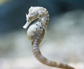 SEA LIFE Melbourne Aquarium - Accommodation 4U 0