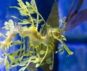 SEA LIFE Melbourne Aquarium - Accommodation 4U 1