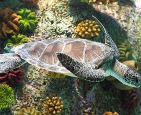 SEA LIFE Melbourne Aquarium - Accommodation 4U 5