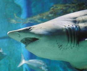 SEA LIFE Melbourne Aquarium - Accommodation 4U 8