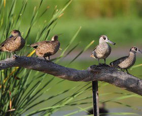 Jerrabomberra Wetlands - Accommodation 4U 0