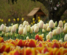 Tulip Top Gardens - Accommodation 4U 0