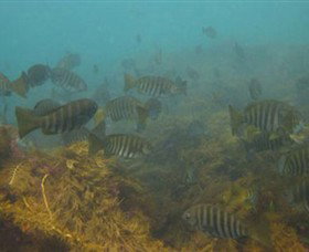 Bunurong Marine And Coastal Park - Accommodation 4U 0