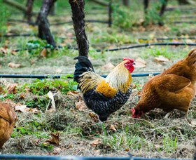 Lark Hill Biodynamic Winery - Accommodation 4U 3