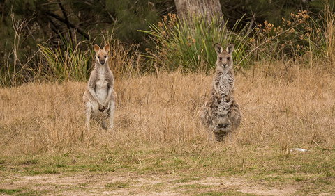 Mann River Nature Reserve - Accommodation 4U 1