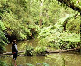 Morwell National Park - Accommodation 4U 0