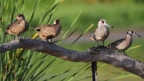 Jerrabomberra Wetlands - Accommodation 4U 2
