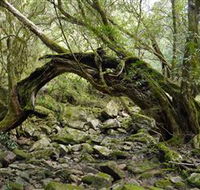 Mitchell River Walking Track - Accommodation 4U
