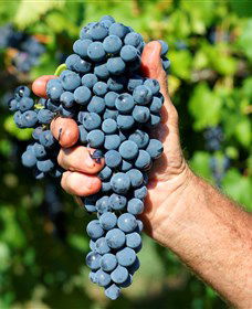 Stonehurst Cedar Creek Vineyard - Accommodation 4U 5