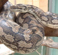 Armadale Reptile Centre - Accommodation 4U