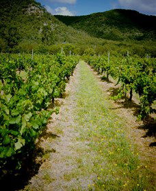 Gartelmann Wines - Accommodation 4U 0