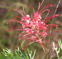 Wirrimbirra Sanctuary - Accommodation 4U