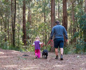 Olney State Forest - Watagan Mountains - Accommodation 4U 0